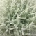 绵山菊盆栽苗银香菊小苗耐寒灌木香草植物驱虫驱蚊