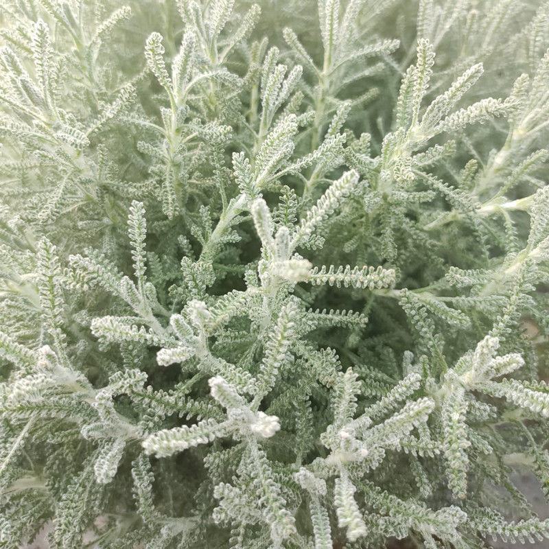 绵山菊盆栽苗银香菊小苗耐寒灌木香草植物驱虫驱蚊