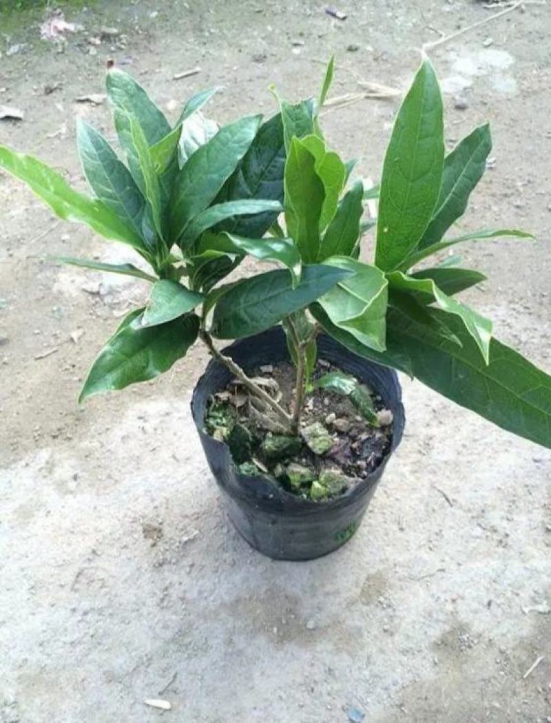 夜合花苗晚上才开花的神奇花苗四季开花夜香木兰花朵洁白