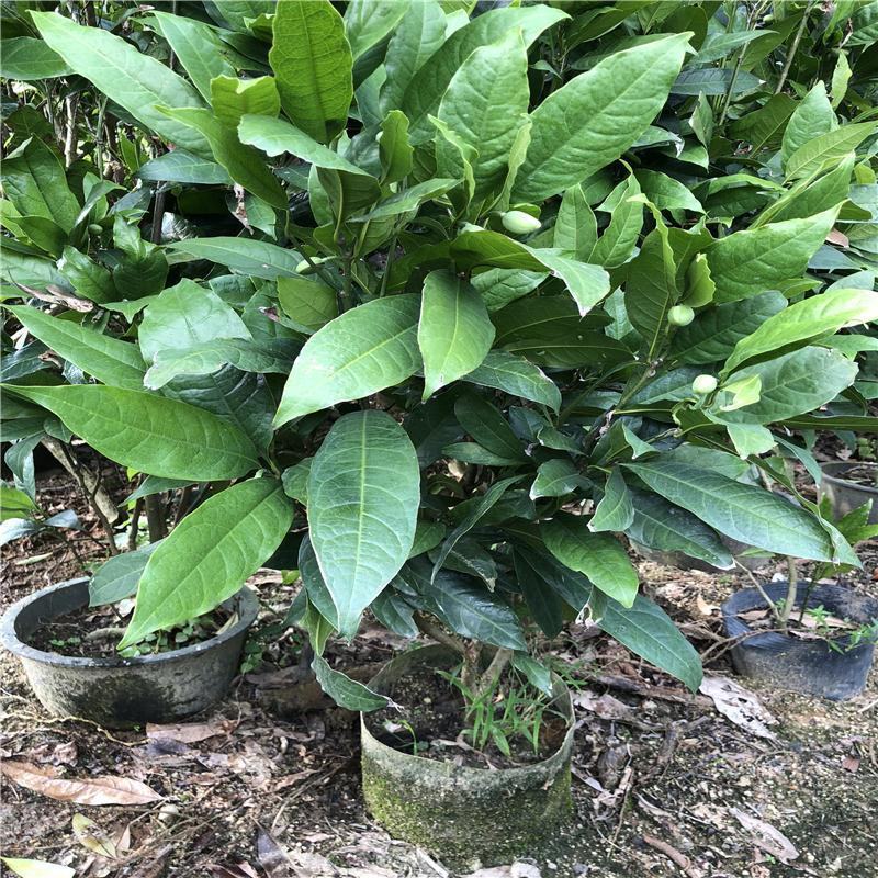 夜合花苗晚上才开花的神奇花苗四季开花夜香木兰花朵洁白