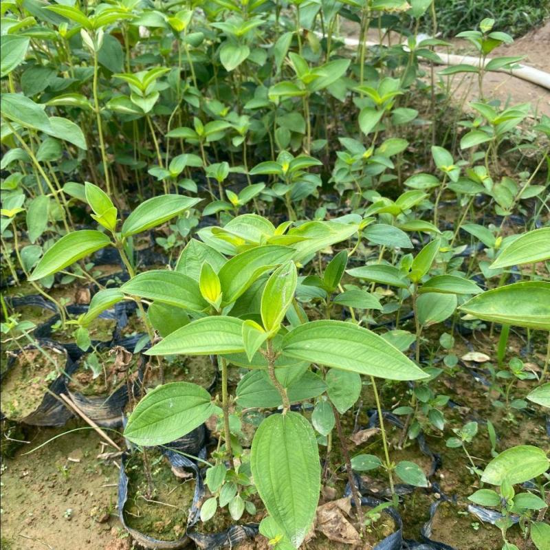 白花牡丹花绿植物白牡丹苗盆栽种植绿植观赏盆景带土