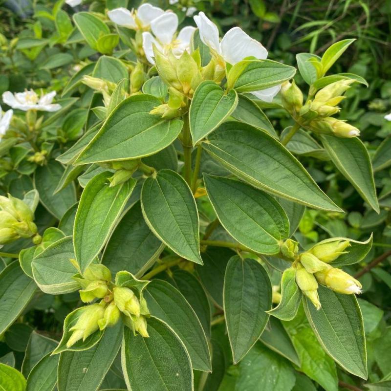 白花牡丹花绿植物白牡丹苗盆栽种植绿植观赏盆景带土