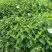 白花牡丹花绿植物白牡丹苗盆栽种植绿植观赏盆景带土
