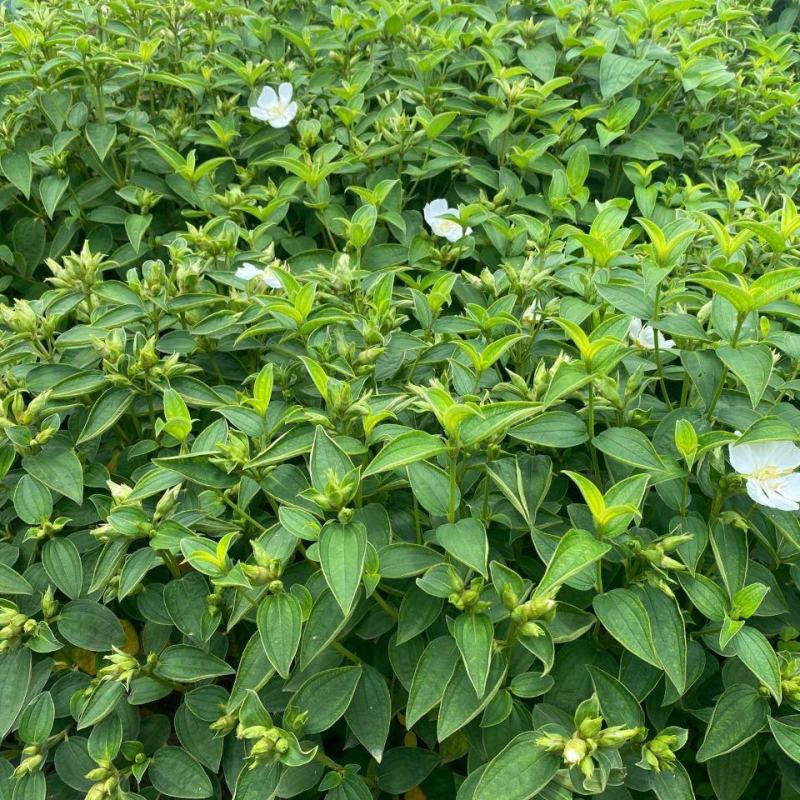 白花牡丹花绿植物白牡丹苗盆栽种植绿植观赏盆景带土