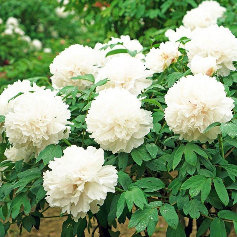 白花牡丹花绿植物白牡丹苗盆栽种植绿植观赏盆景带土