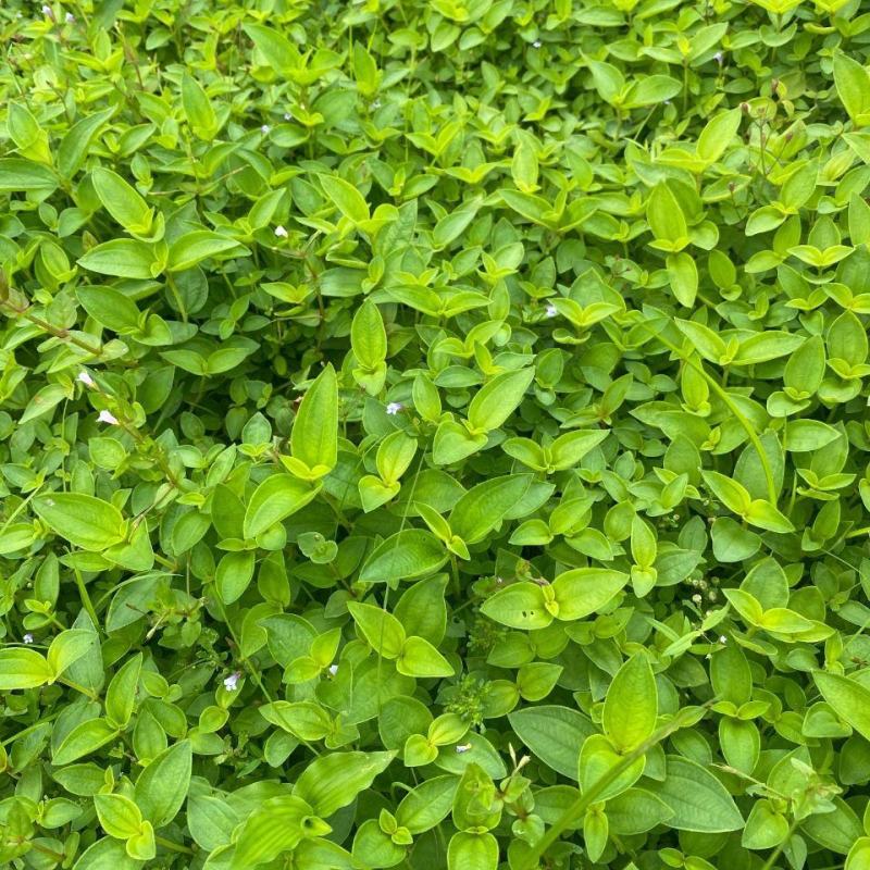 白花牡丹花绿植物白牡丹苗盆栽种植绿植观赏盆景带土