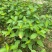 白花牡丹花绿植物白牡丹苗盆栽种植绿植观赏盆景带土