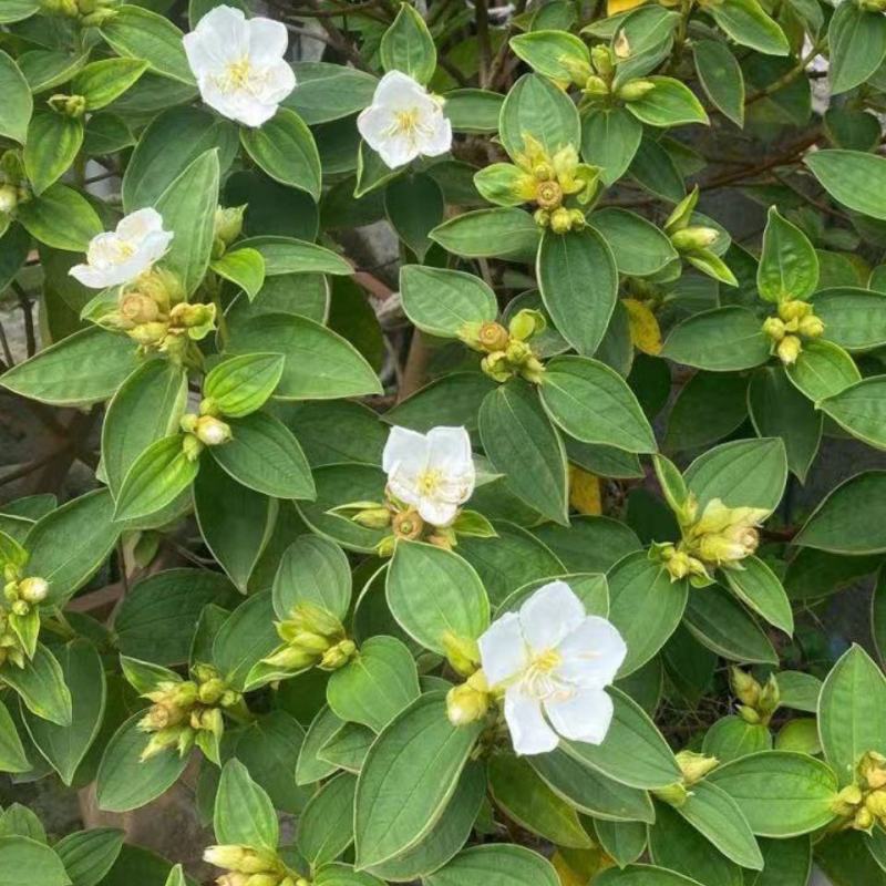 白花牡丹花绿植物白牡丹苗盆栽种植绿植观赏盆景带土