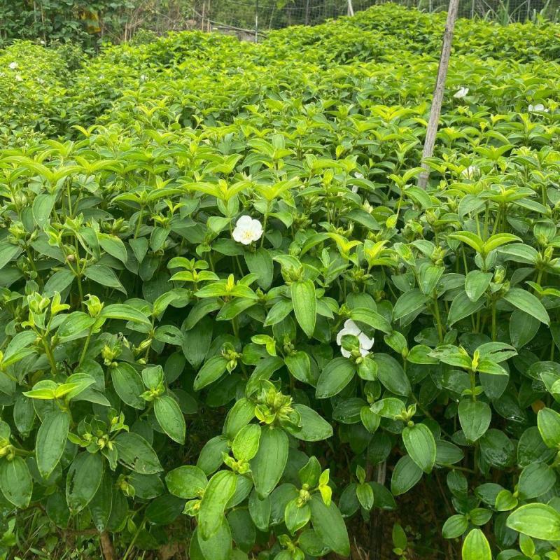 白花牡丹花绿植物白牡丹苗盆栽种植绿植观赏盆景带土