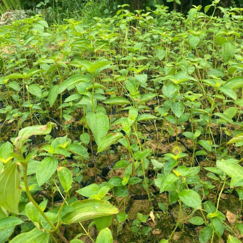 白花牡丹花绿植物白牡丹苗盆栽种植绿植观赏盆景带土