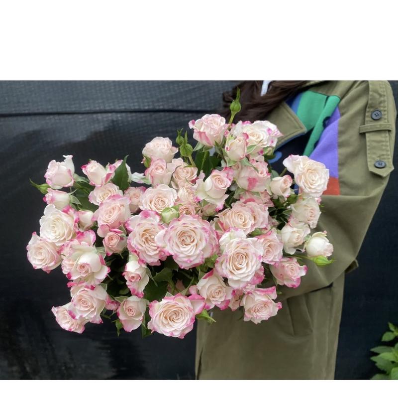 多头泡泡玫瑰颜色齐全质量保证昆明斗南花卉发货