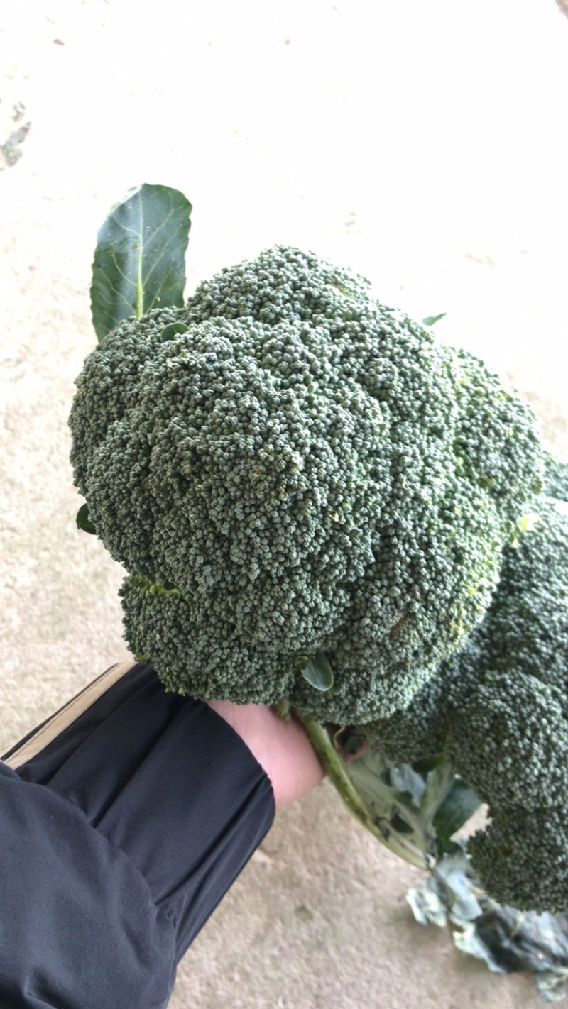 陕西三原精品西兰花基地直供，质量保证，量大质优！