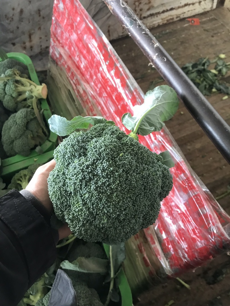 陕西三原精品西兰花基地直供，质量保证，量大质优！