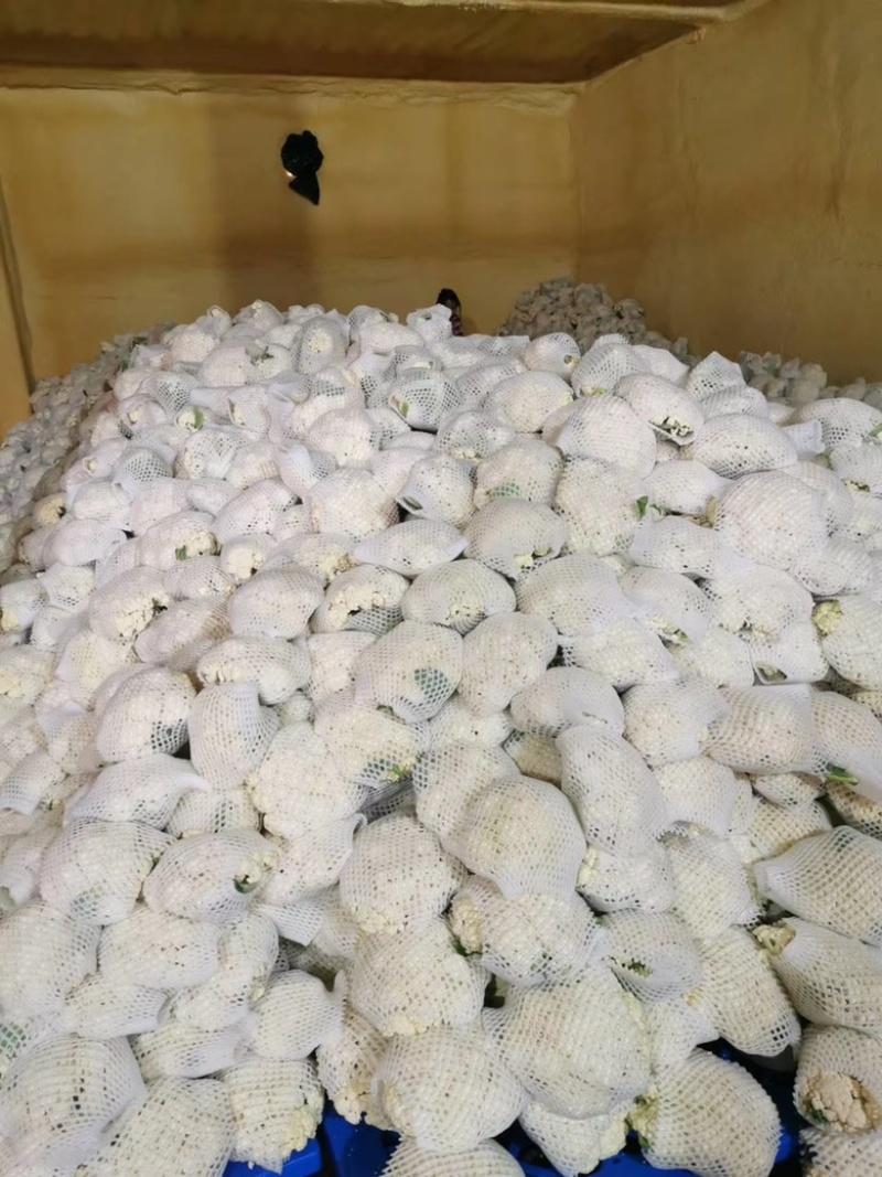 精品有机花菜大量上市，品质保证，价格优惠