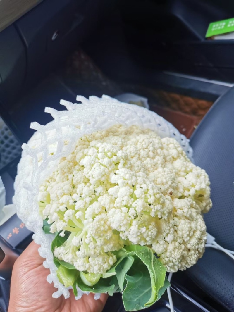 精品有机花菜大量上市，品质保证，价格优惠