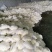 精品有机花菜大量上市，品质保证，价格优惠