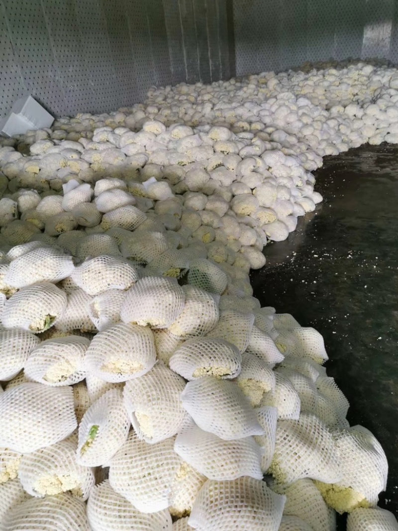 精品有机花菜大量上市，品质保证，价格优惠