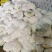 精品有机花菜大量上市，品质保证，价格优惠