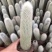 精品吹雪柱仙人掌毛绒绒的室外室内盆栽美观好养净化空气