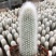 精品吹雪柱仙人掌毛绒绒的室外室内盆栽美观好养净化空气