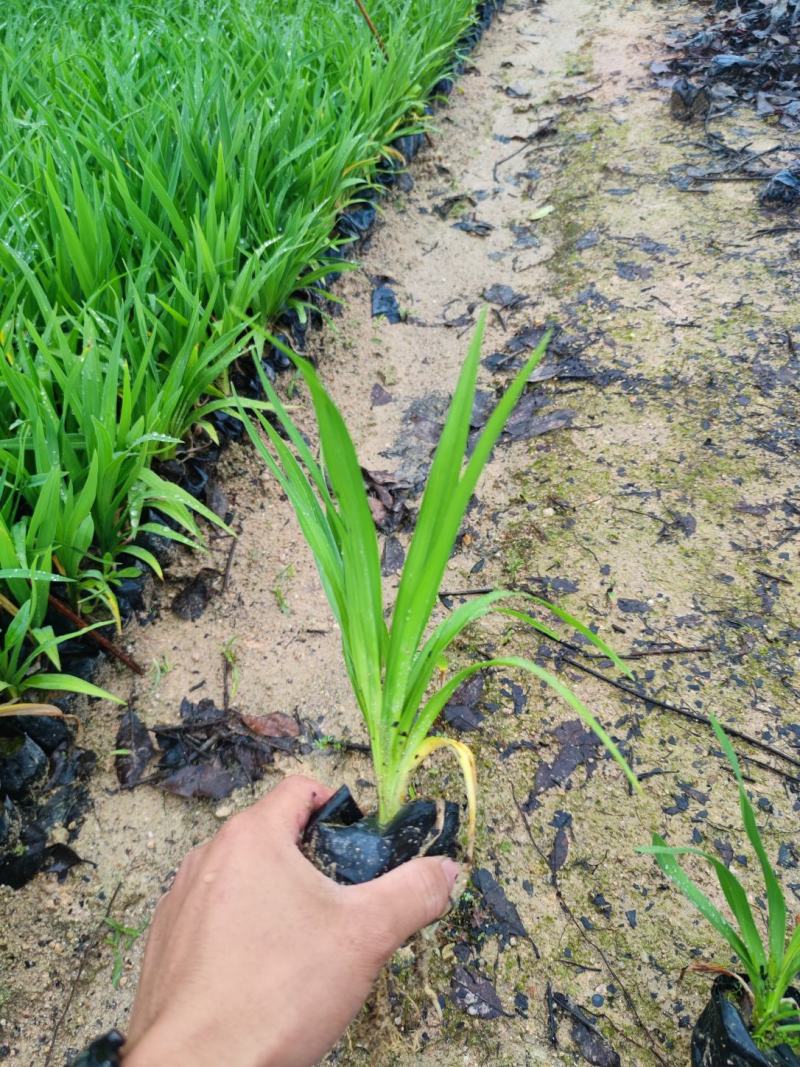 大花萱草各种规格福建漳州基地直发欢迎合作洽谈