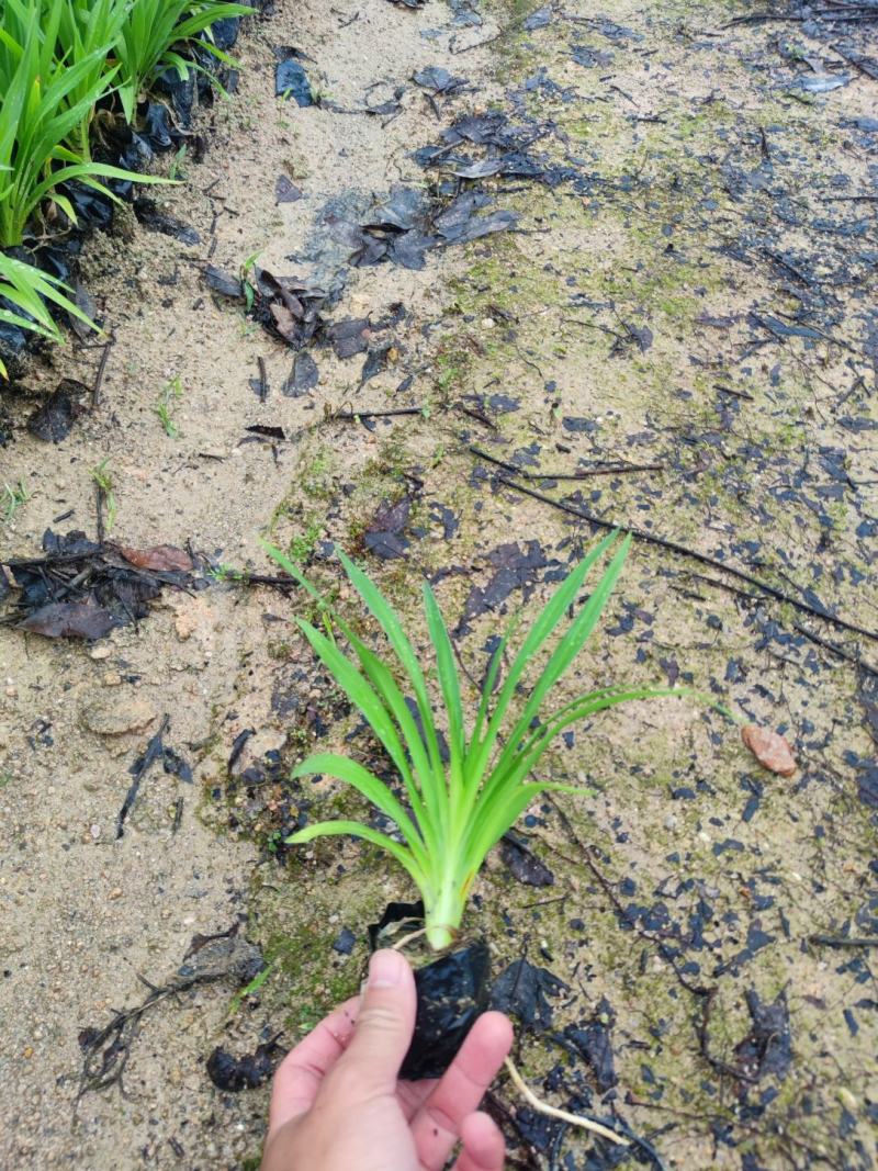 大花萱草各种规格福建漳州基地直发欢迎合作洽谈