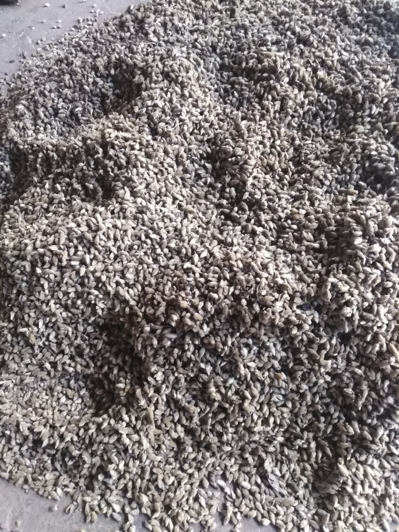 天葵子，道地药材，质量好，含量高，欢迎咨询洽谈合作