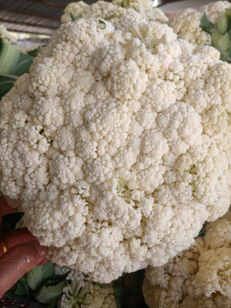 陕西精品松花菜基地直供一手货源品质保证诚信经营