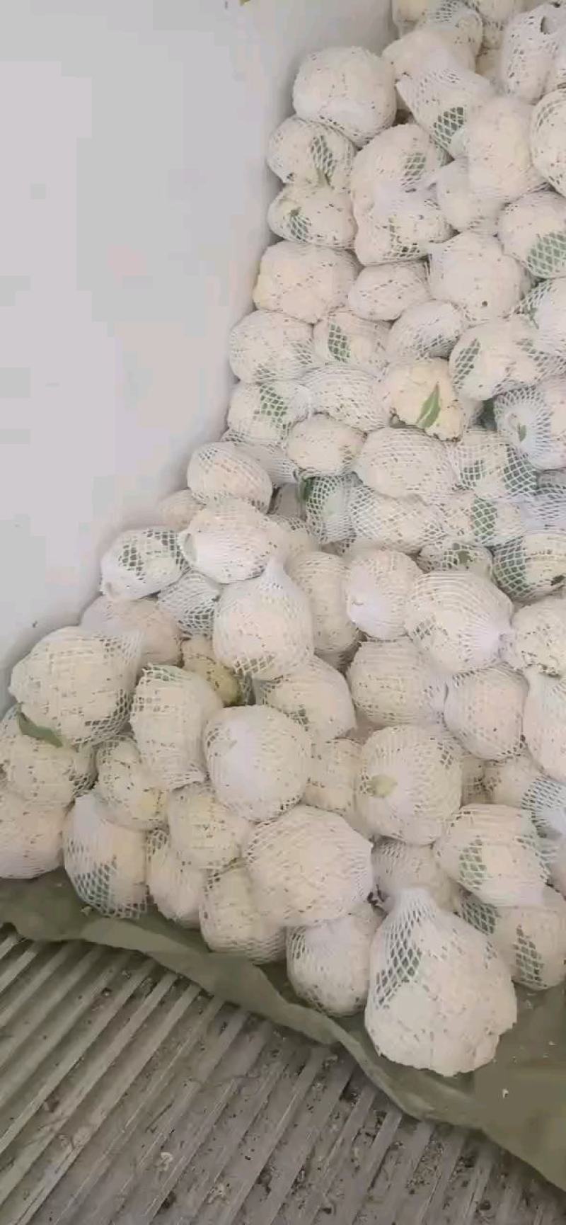 陕西精品松花菜基地直供一手货源品质保证诚信经营