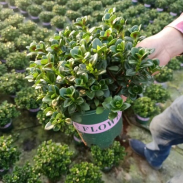 金鱼花