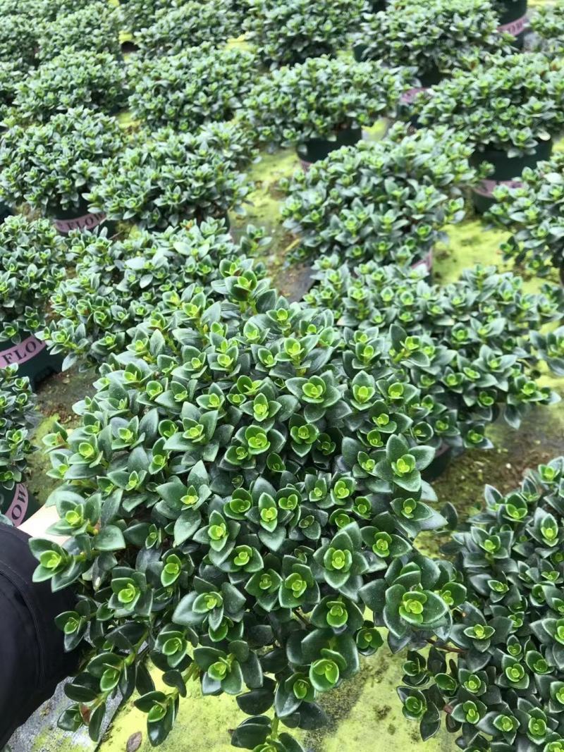 金鱼花