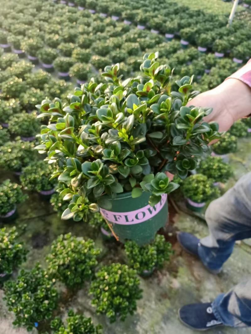 金鱼花