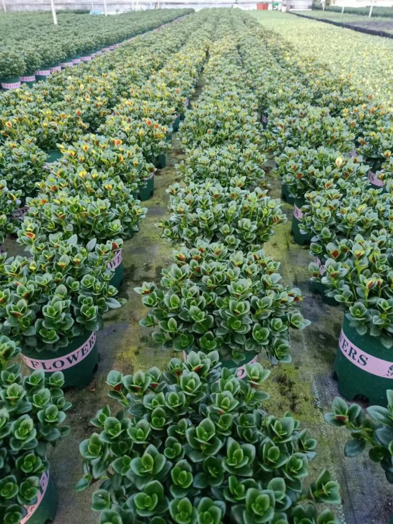 金鱼花