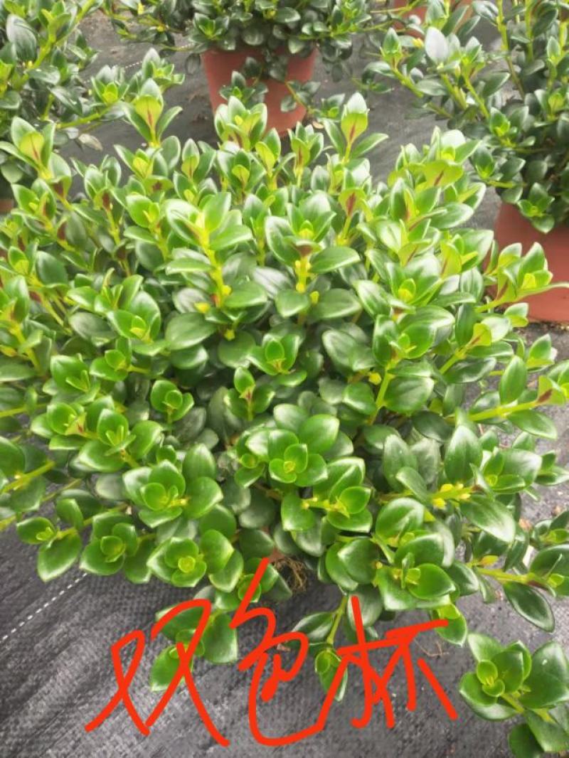 金鱼花