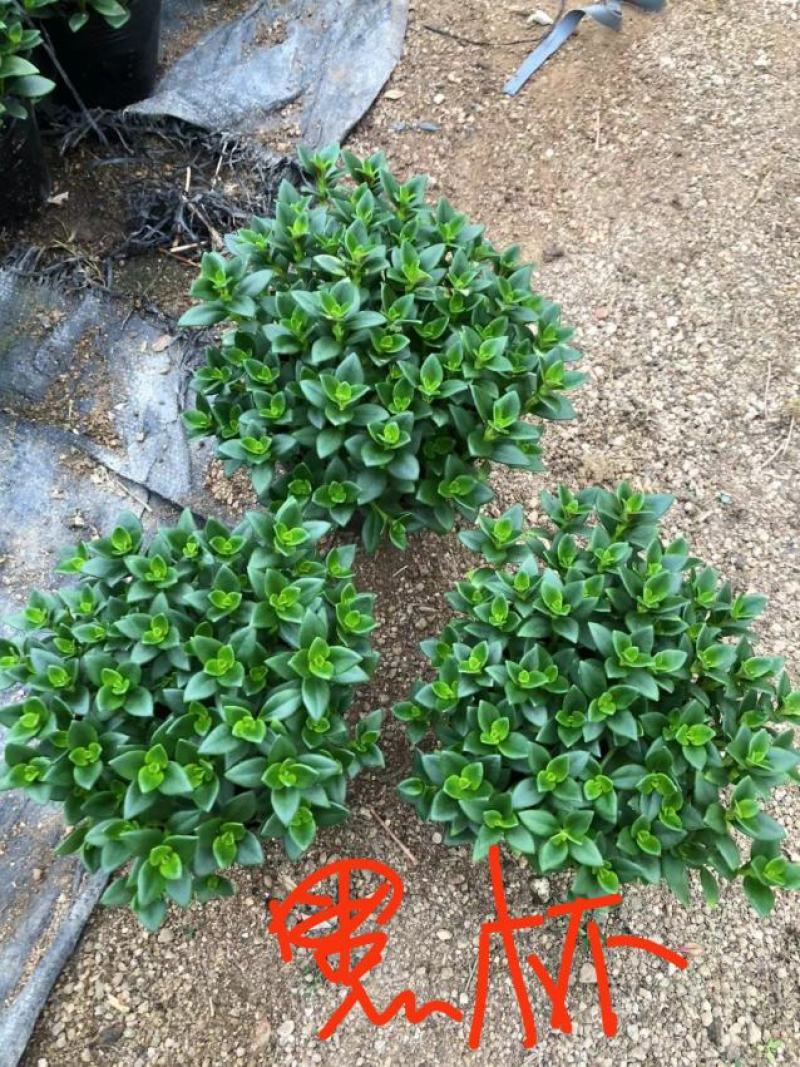 金鱼花