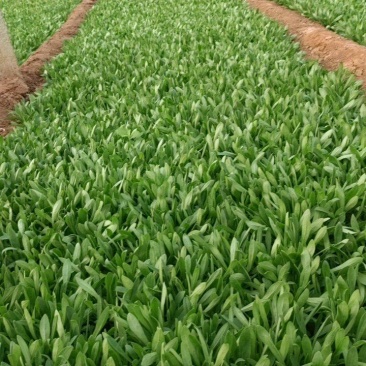 荐】基地种植面条菜大量供应常年有货全国直发支持看货