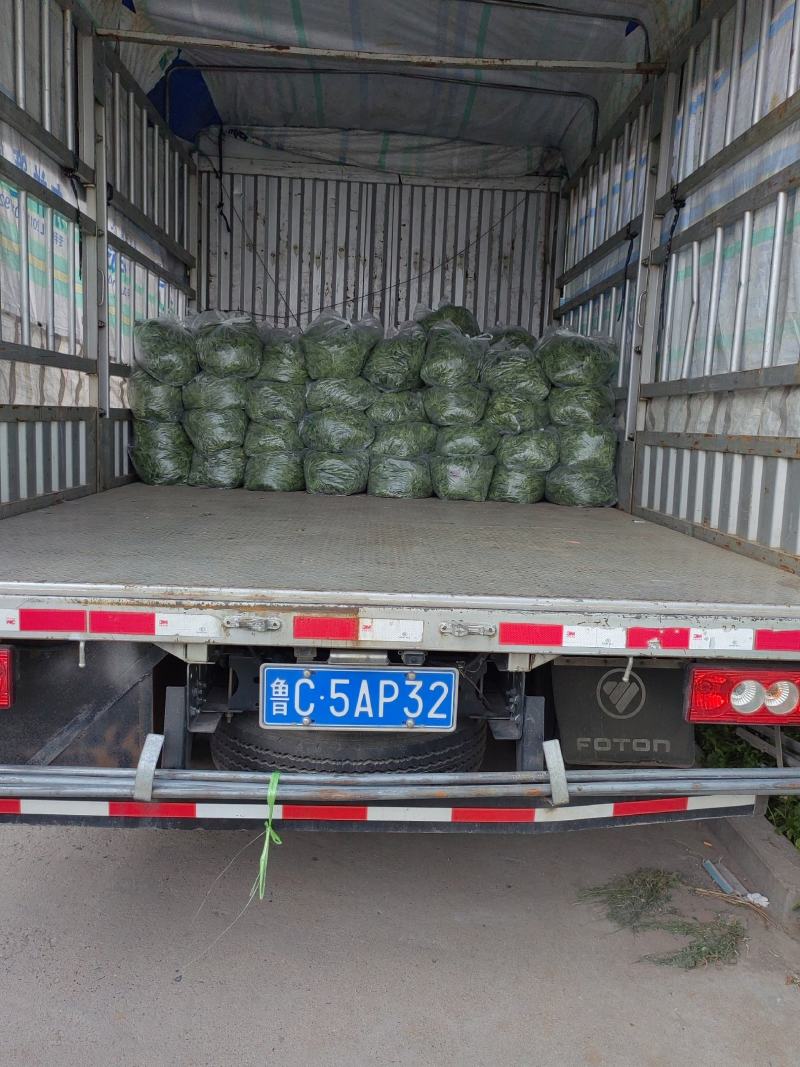 荐】基地种植面条菜大量供应常年有货全国直发支持看货
