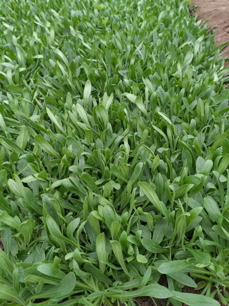 荐】基地种植面条菜大量供应常年有货全国直发支持看货