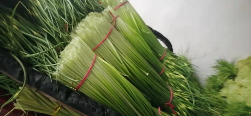 精品白帽条长色绿