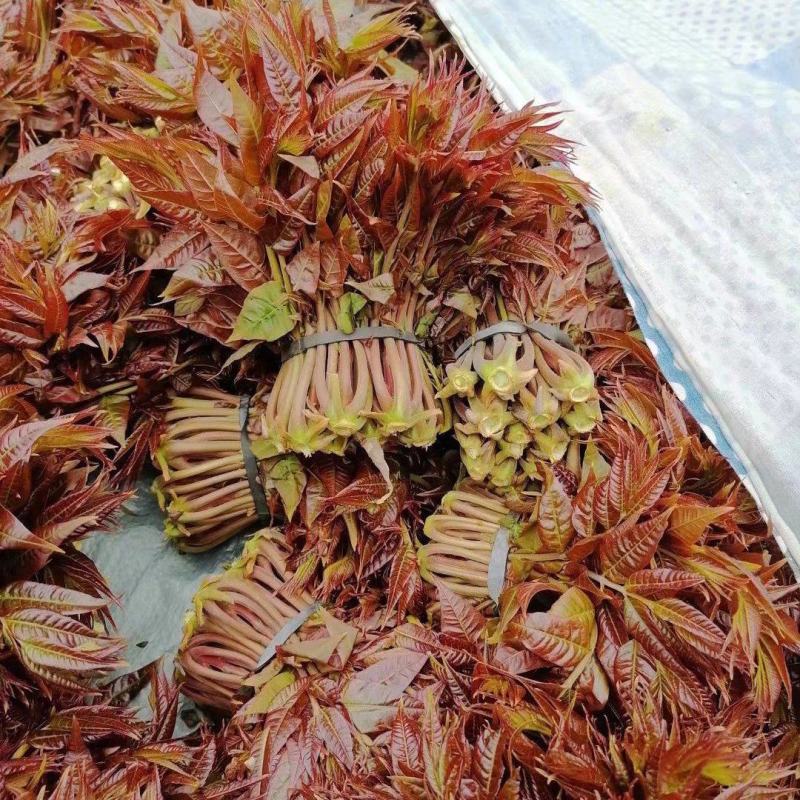 山东潍坊青州红油香椿芽大量上市。真诚期待与您合作。