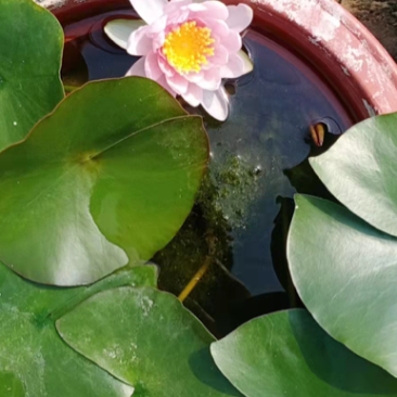 睡莲，水生植物长呢有花