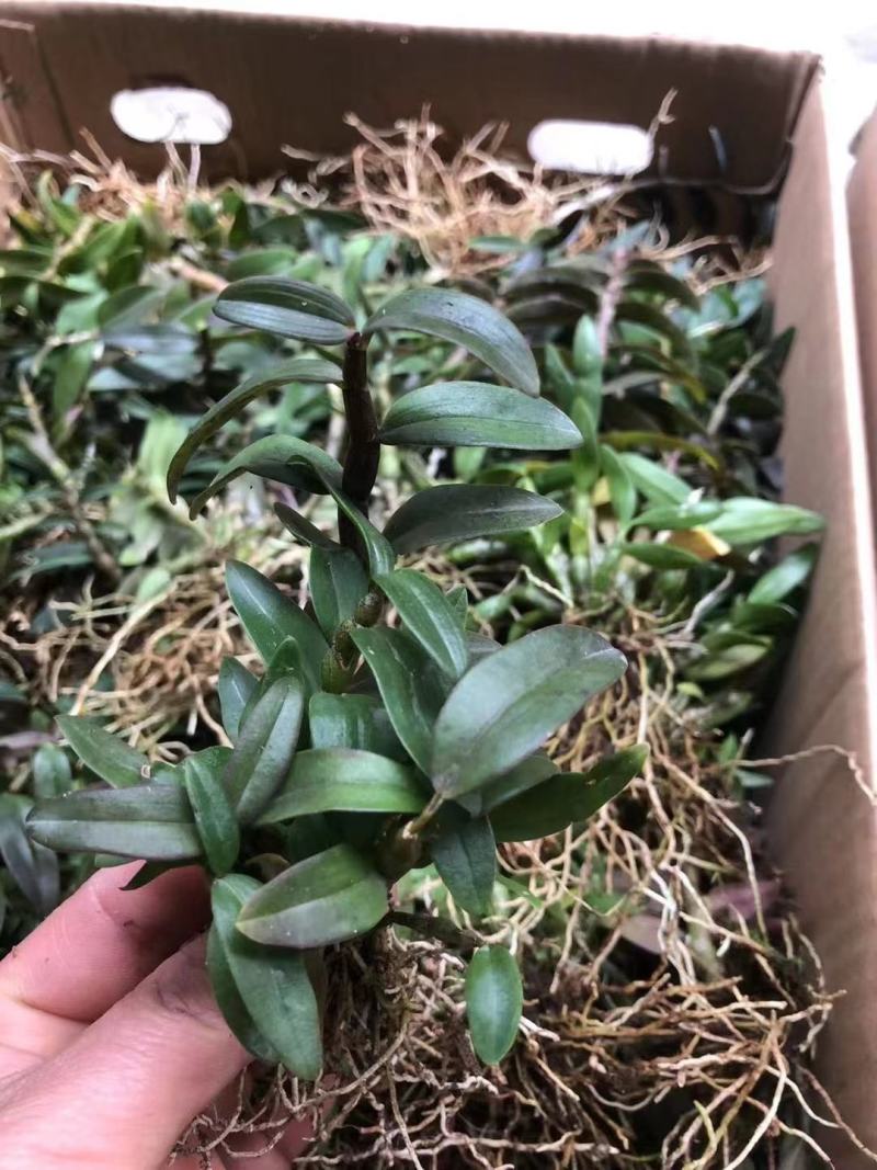 浙江本地现拔现发红杆软脚铁皮石斛1年驯化苗