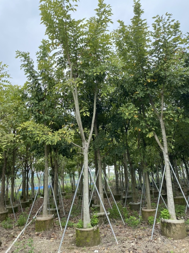 腊肠树各种规格广东普宁