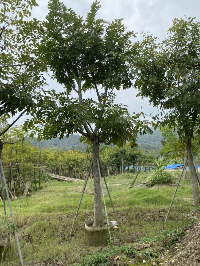 腊肠树各种规格广东普宁