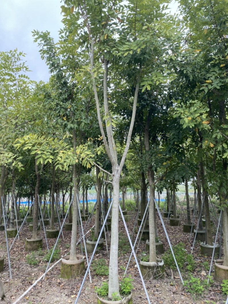 腊肠树各种规格广东普宁