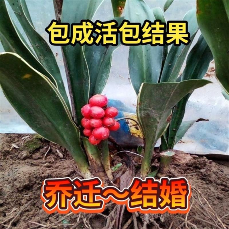 金边万年青，青叶万年青，盆栽地栽乔迁之喜。
