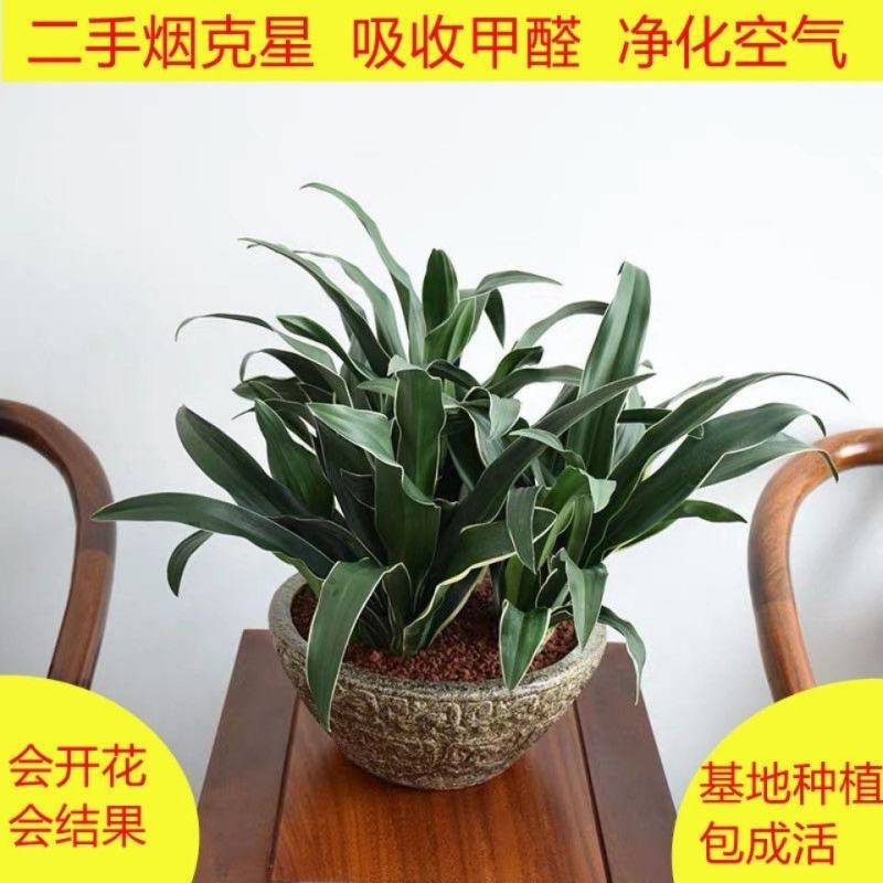 金边万年青，青叶万年青，盆栽地栽乔迁之喜。