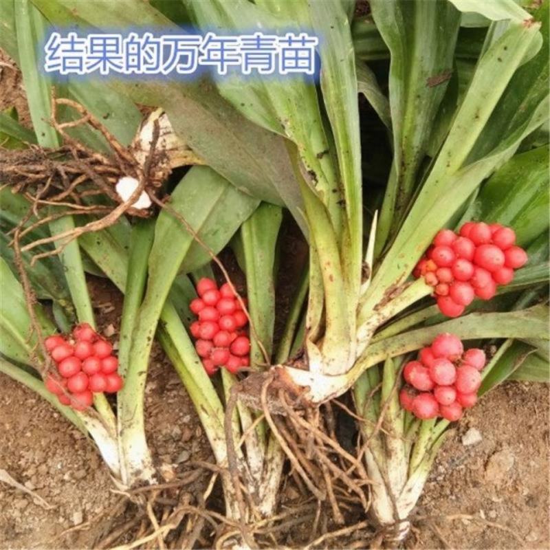 金边万年青，青叶万年青，盆栽地栽乔迁之喜。