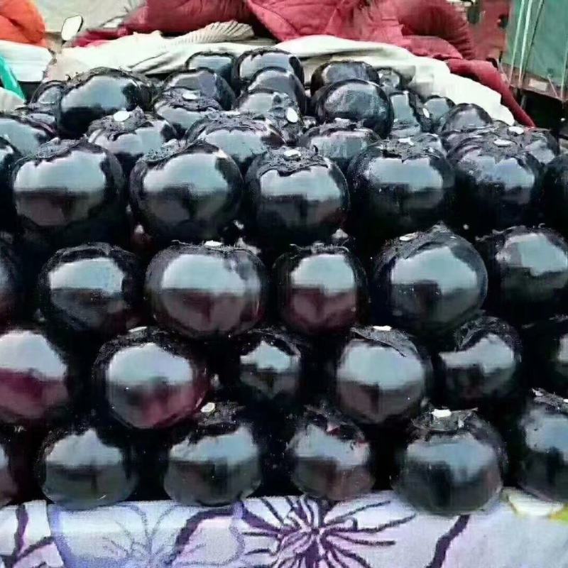 圆茄，精品圆茄，紫光圆茄，一手货源直供商超，