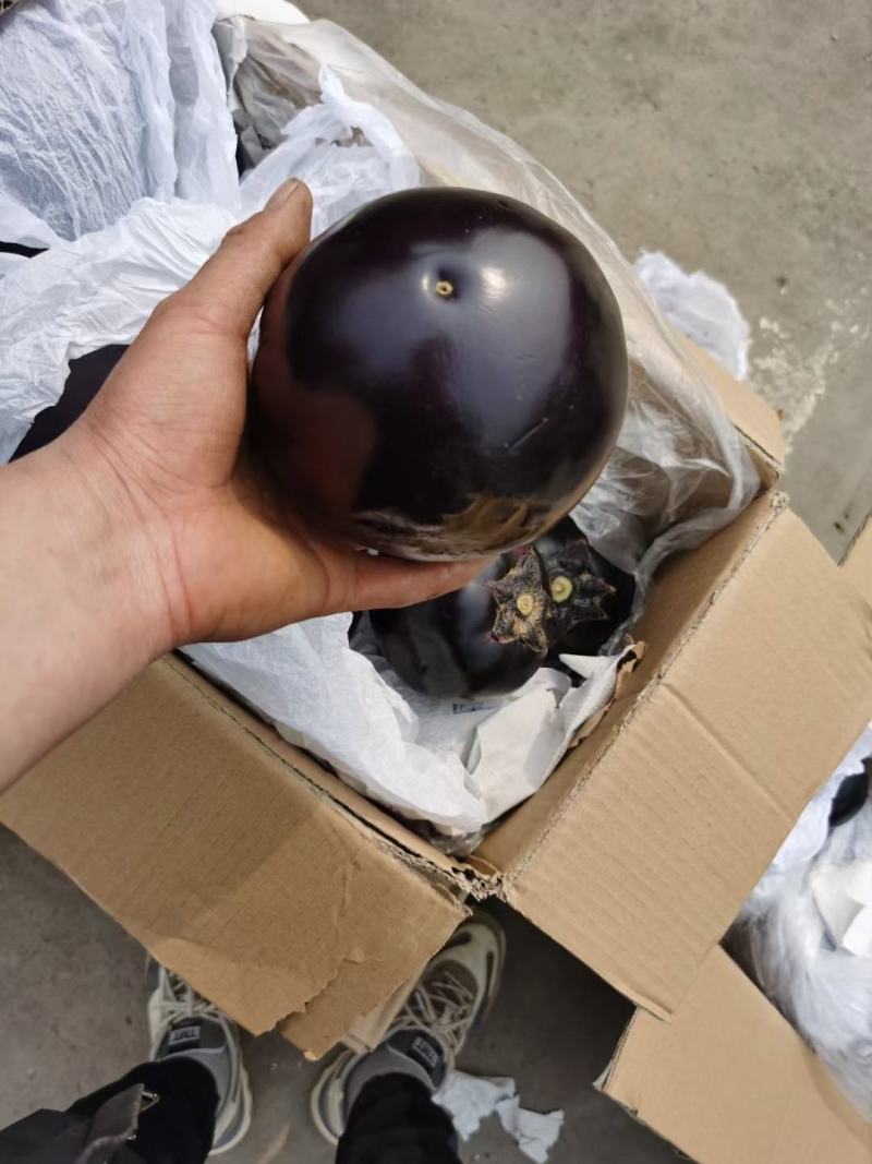 圆茄，精品圆茄，紫光圆茄，一手货源直供商超，